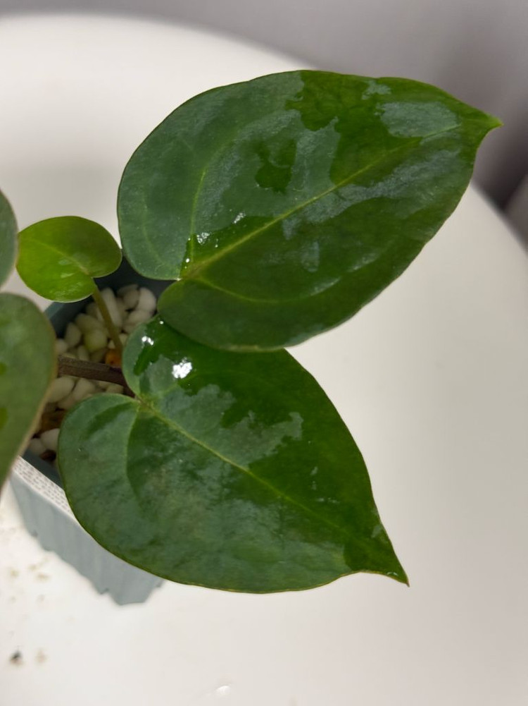 안스리움 유묘3종 (자미블체하브 킹오스레크하브 미쉘x미쉘자라)--2