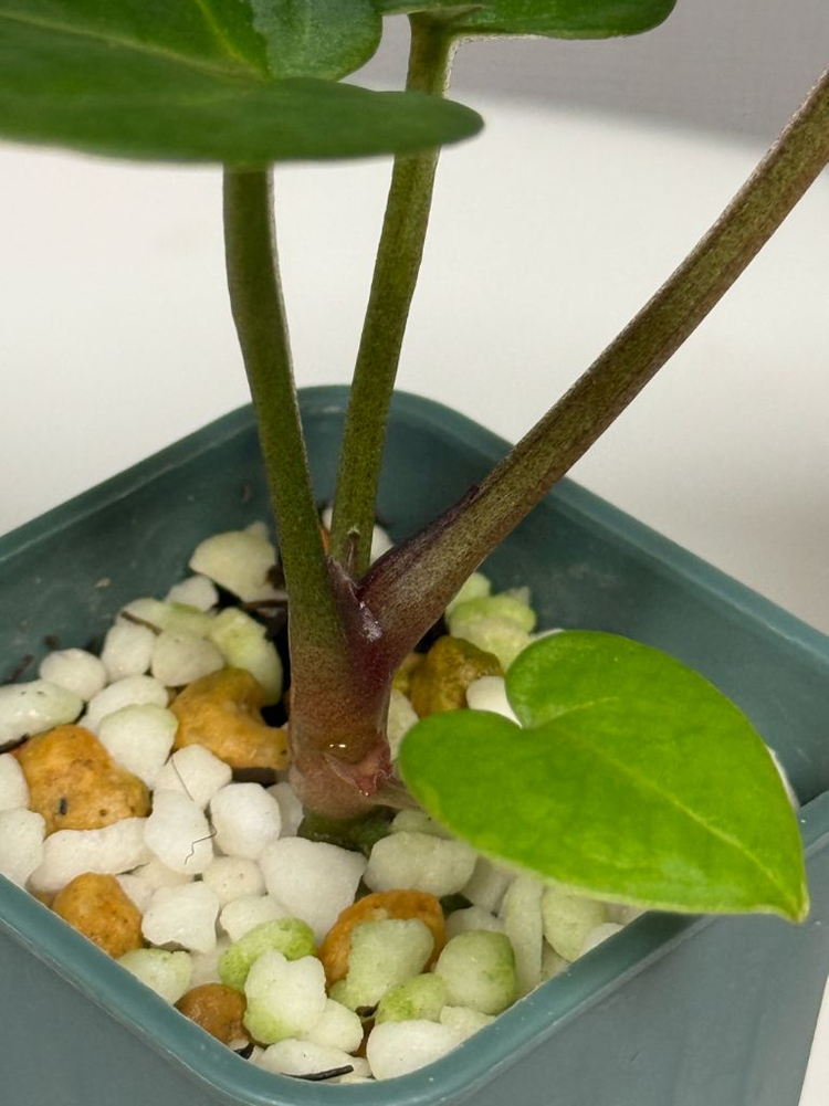 안스리움 유묘3종 (자미블체하브 킹오스레크하브 미쉘x미쉘자라)--3