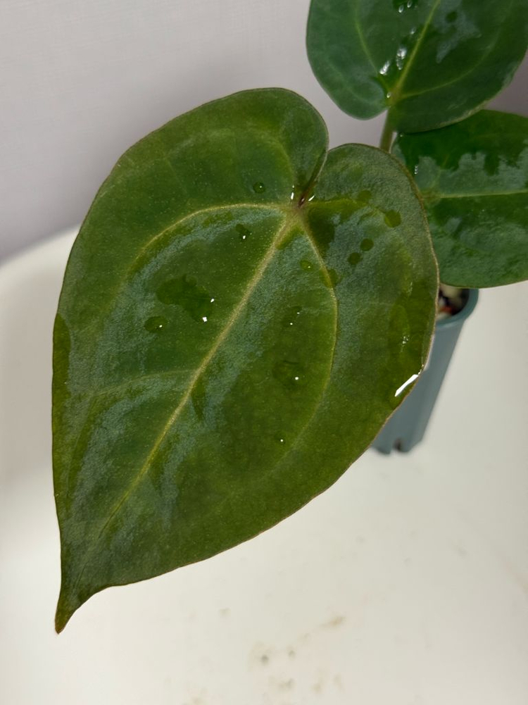 안스리움 유묘3종 (자미블체하브 킹오스레크하브 미쉘x미쉘자라)--4