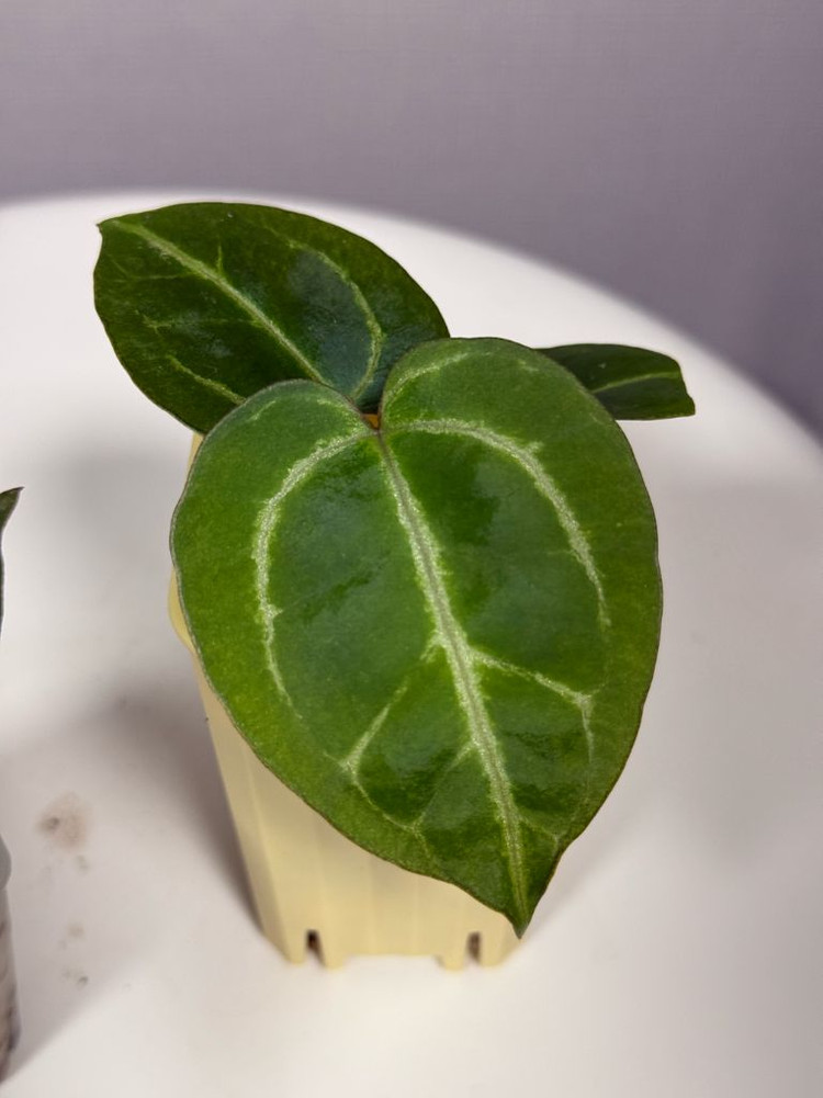 안스리움 유묘3종 (자미블체하브 킹오스레크하브 미쉘x미쉘자라)--5