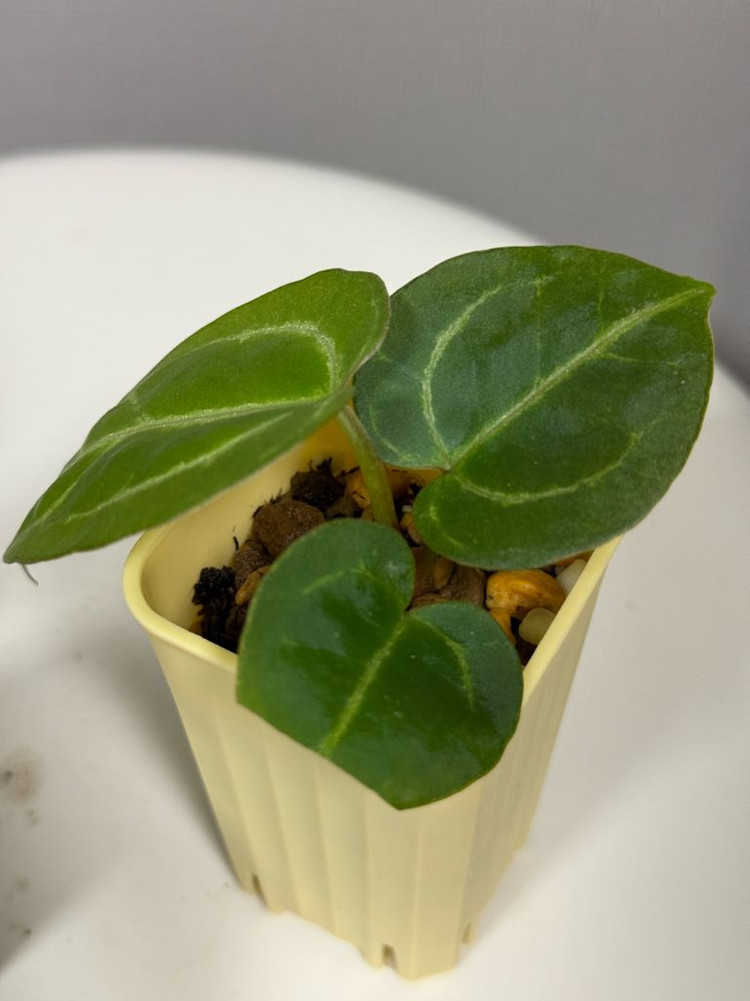 안스리움 유묘3종 (자미블체하브 킹오스레크하브 미쉘x미쉘자라)--6