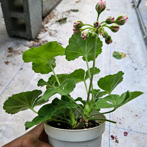 (택포)한국제라늄 choi 붉은마녀