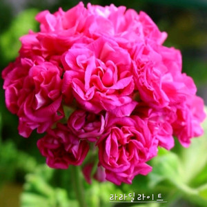 제라늄 라라딜라이트 꽃대있음 ,러