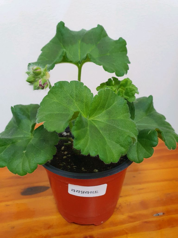 제라늄 라라딜라이트 꽃대있음 ,러--1