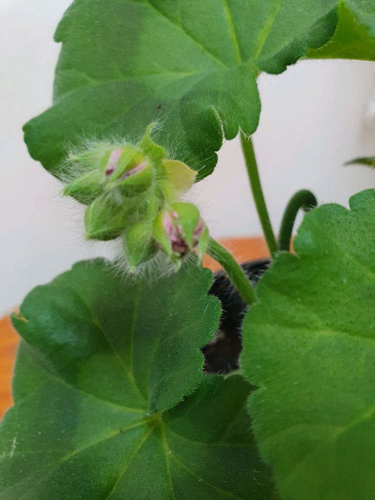 제라늄 라라딜라이트 꽃대있음 ,러--3