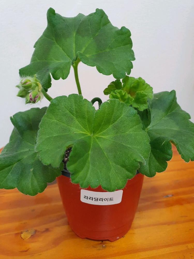 제라늄 라라딜라이트 꽃대있음 ,러--4