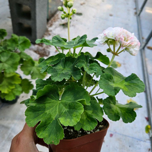 (택포)한국제라늄 J플라이댄스