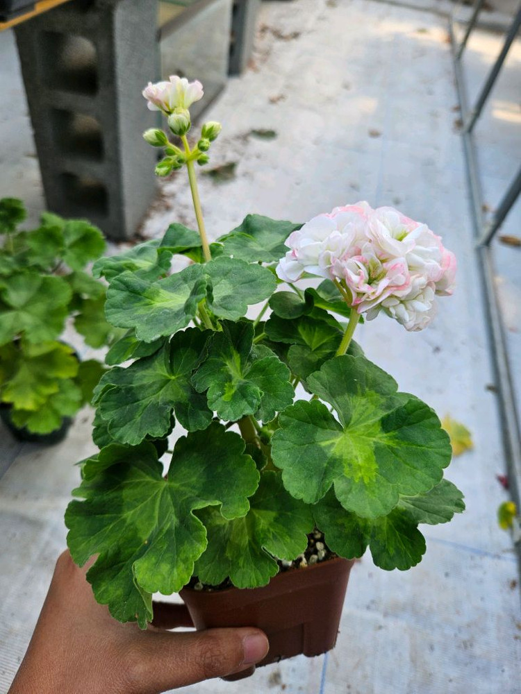 (택포)한국제라늄 J플라이댄스--1