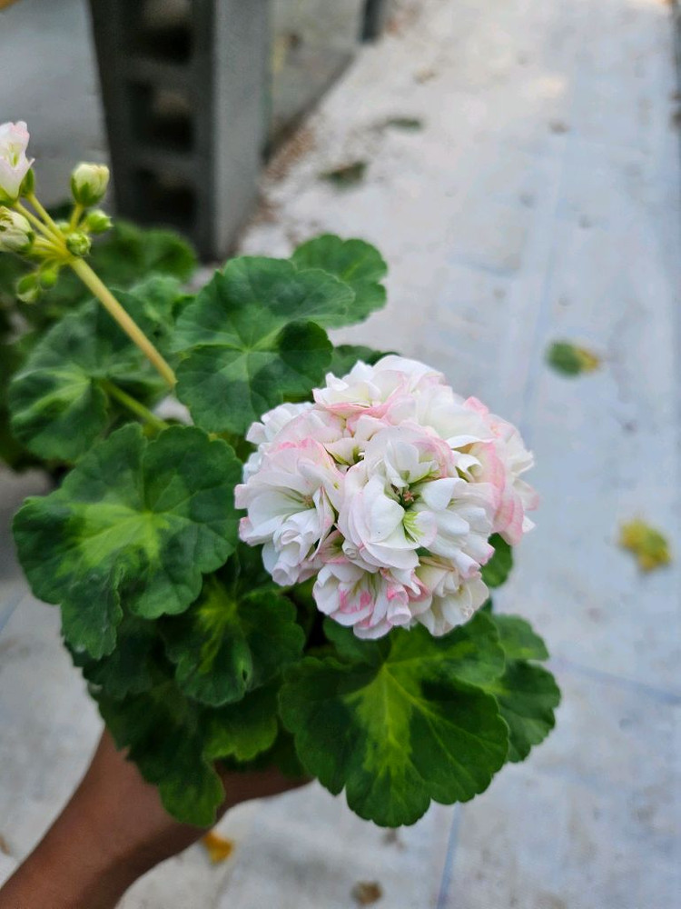 (택포)한국제라늄 J플라이댄스--3