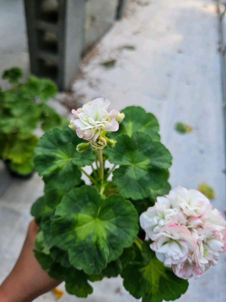 (택포)한국제라늄 J플라이댄스--4