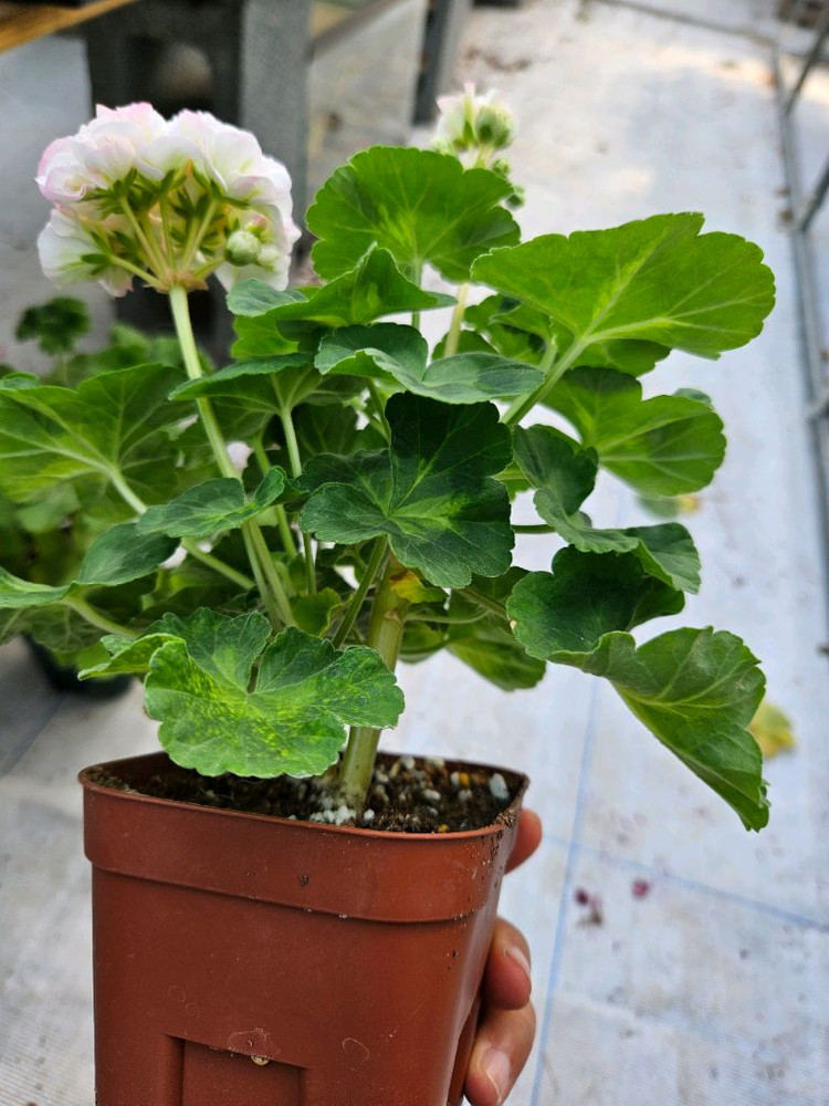 (택포)한국제라늄 J플라이댄스--5