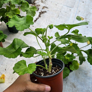 (택포)한국제라늄 choi붉은마녀