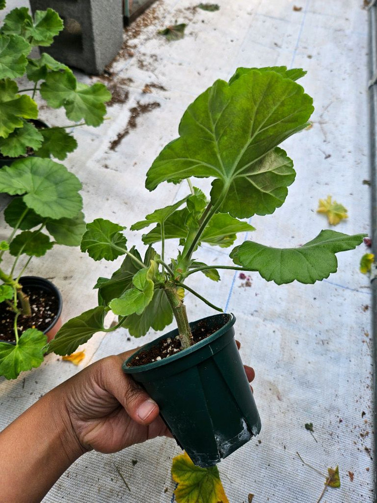 (택포)한국제라늄 choi붉은마녀--1