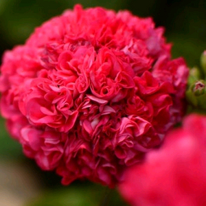 제라늄 완소줄리엣