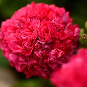 제라늄 완소줄리엣