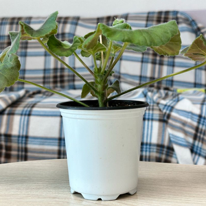 뷰티풀에스더 제라늄