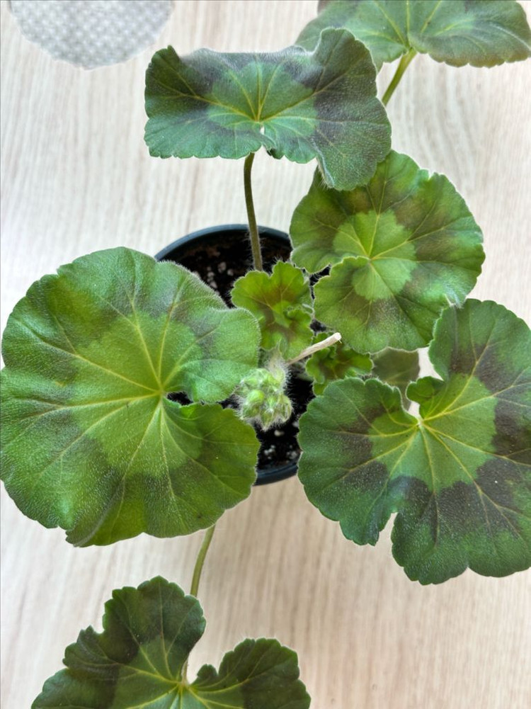 뷰티풀에스더 제라늄--1