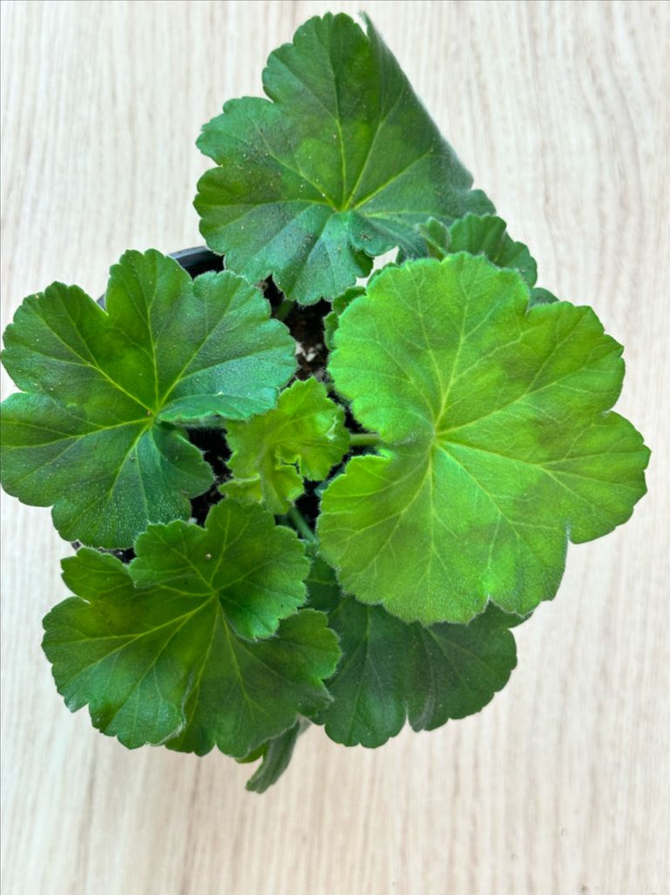 꾸비돈 제라늄--1