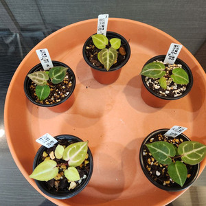 안스리움 레드크리스탈리넘*미쉘자라