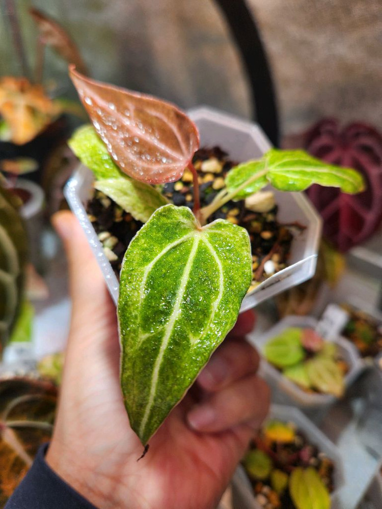 안스리움 포게티*리넘하브 바리에가타--1