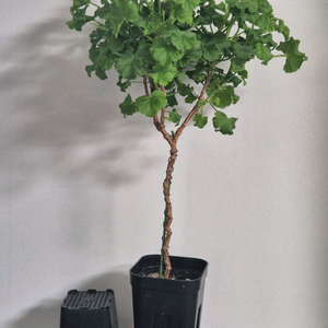 제라늄 엔젤데비 외목대 47cm