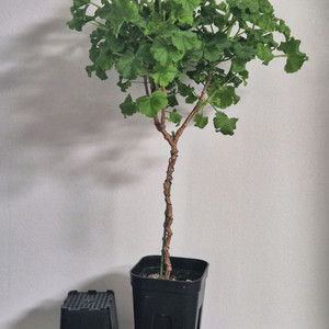 제라늄 엔젤데비 외목대 47cm