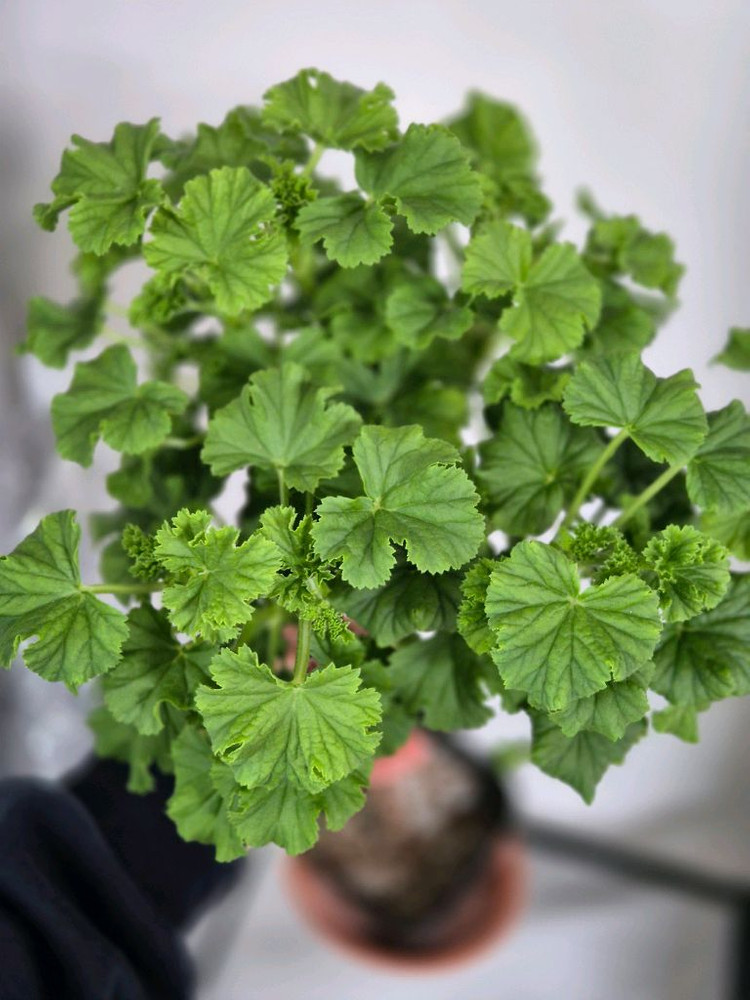 제라늄 엔젤데비 외목대 47cm--2