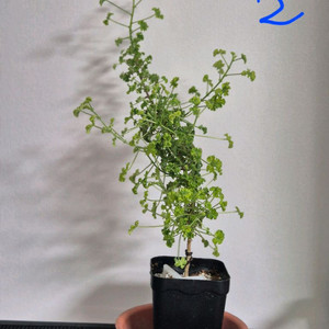 센티드 제라늄 시스썬버스트