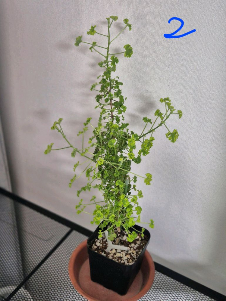 센티드 제라늄 시스썬버스트--1