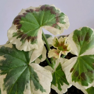 펜시제라늄 러시무어 씨럴클락