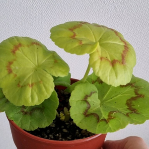 제라늄 ay패션매직