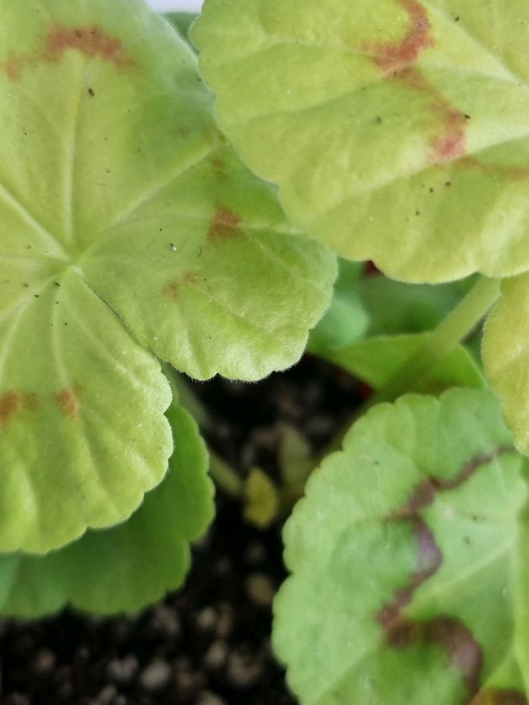 제라늄 ay패션매직--1