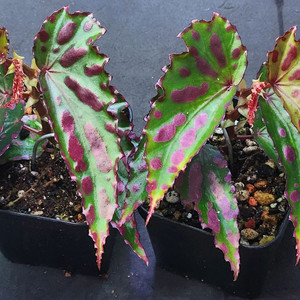 베고니아 라바 핑크