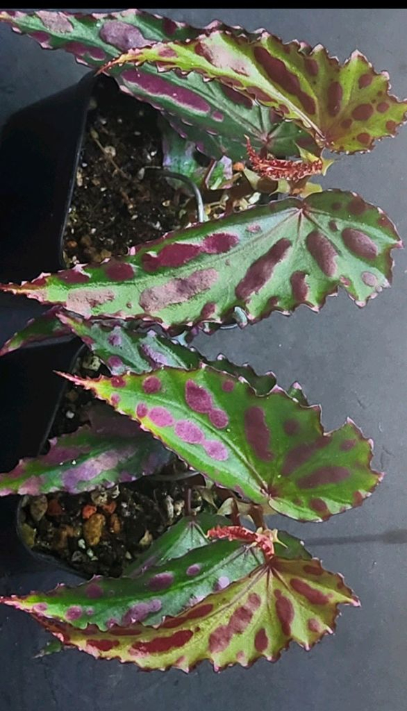 베고니아 라바 핑크--1