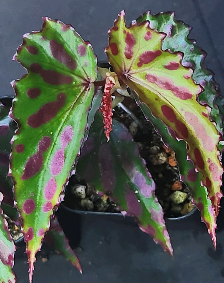 베고니아 라바 핑크--2