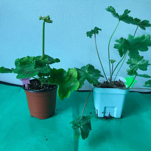 제라늄 유지스마로쉬카, 라라마조리