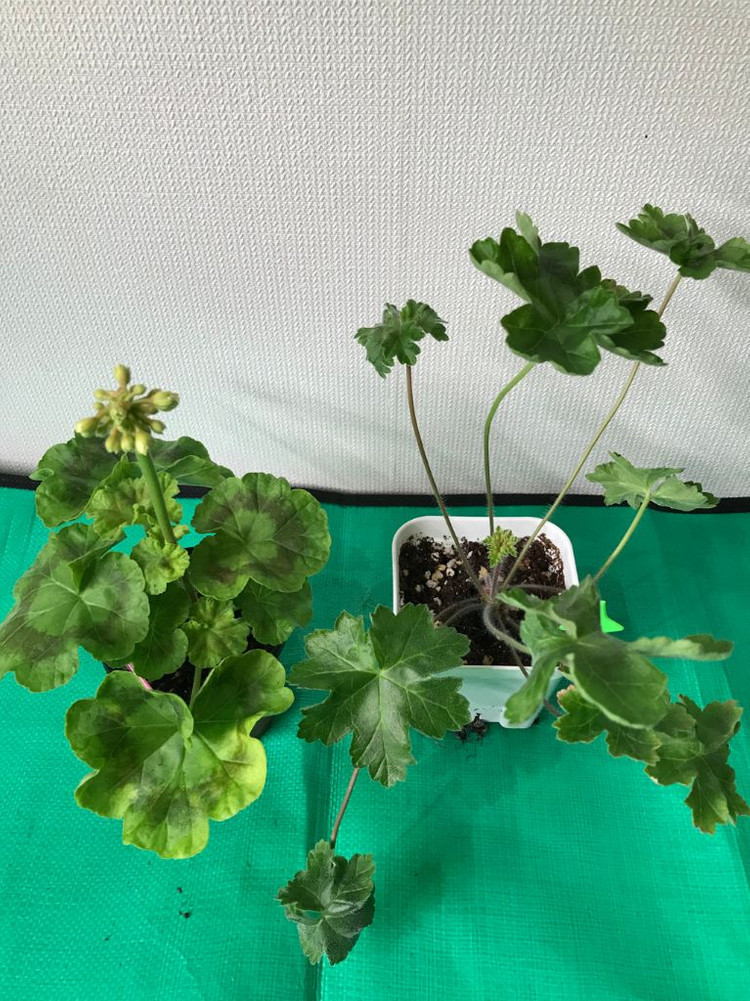 제라늄 유지스마로쉬카, 라라마조리--1