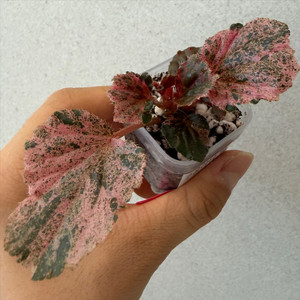 베고니아 쿠쿨라타 핑크#3