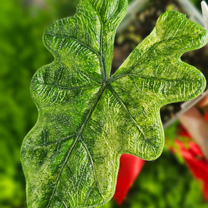 알로카시아 미스틱 No9 ~3왕자구묘 바리에가타