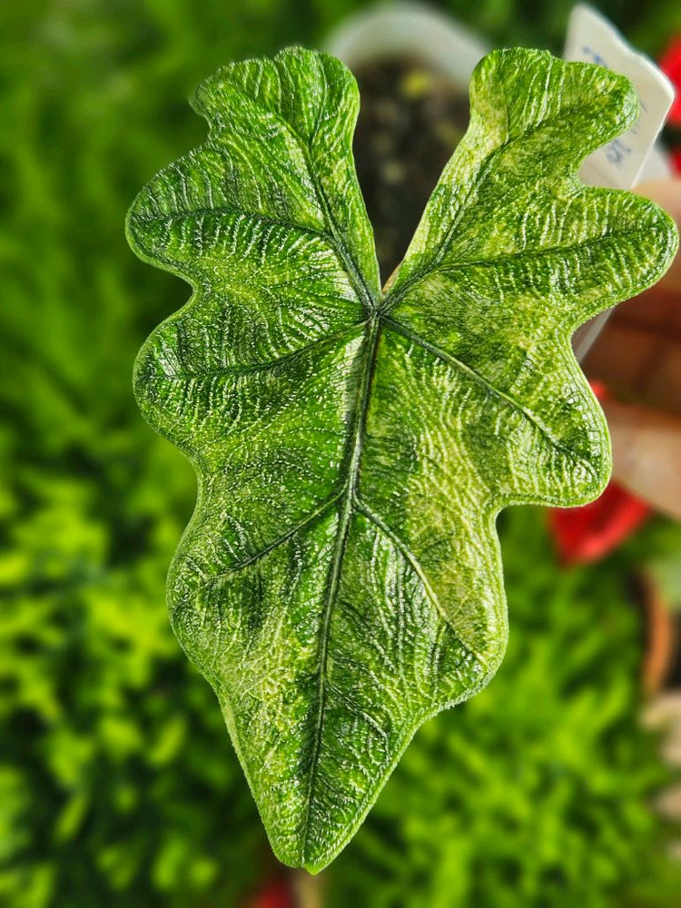 알로카시아 미스틱 No9 ~3왕자구묘 바리에가타--1