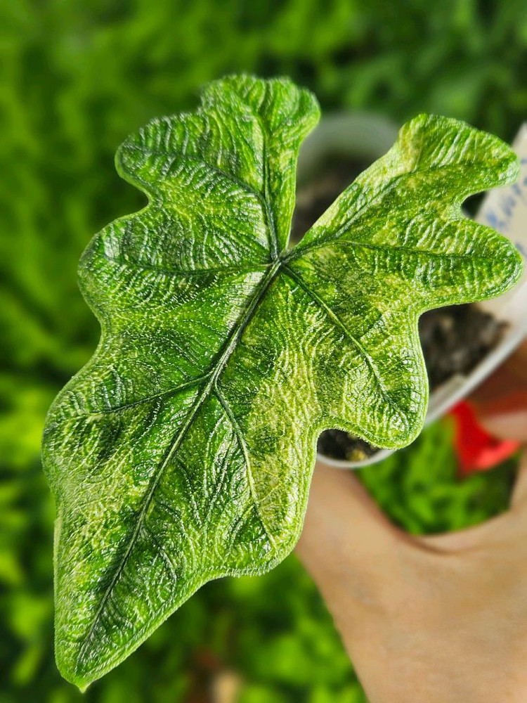 알로카시아 미스틱 No9 ~3왕자구묘 바리에가타--2