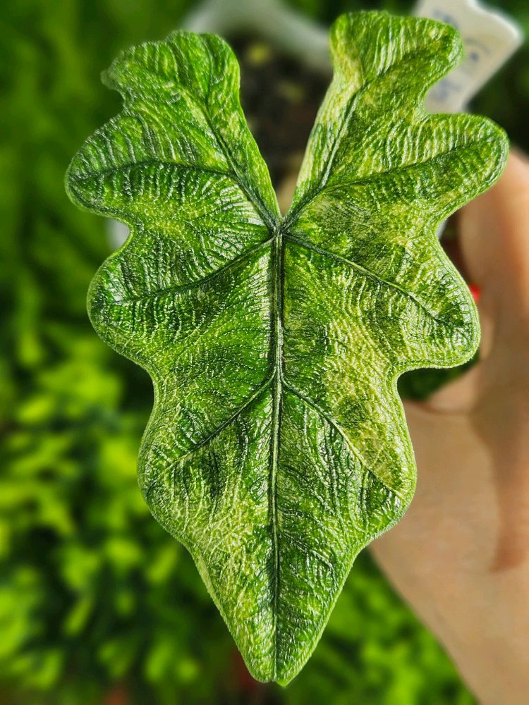 알로카시아 미스틱 No9 ~3왕자구묘 바리에가타--3