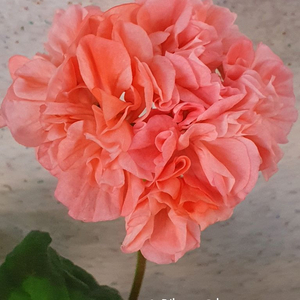 제라늄 오렌지마멀레이드 꽃대있고 겹순도 있음