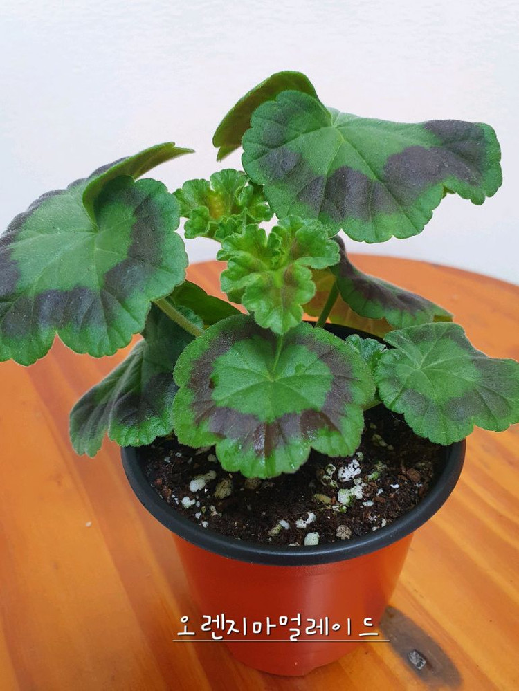 제라늄 오렌지마멀레이드 꽃대있고 겹순도 있음--1