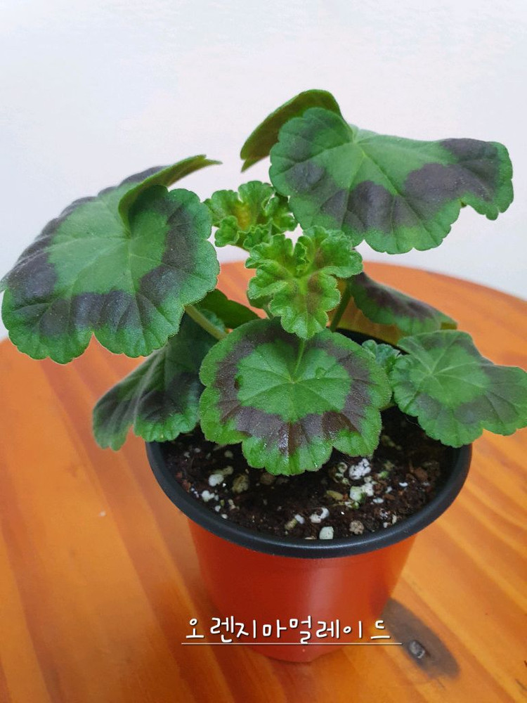 제라늄 오렌지마멀레이드 꽃대있고 겹순도 있음--2