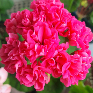 제라늄 오덴시외 심포니아