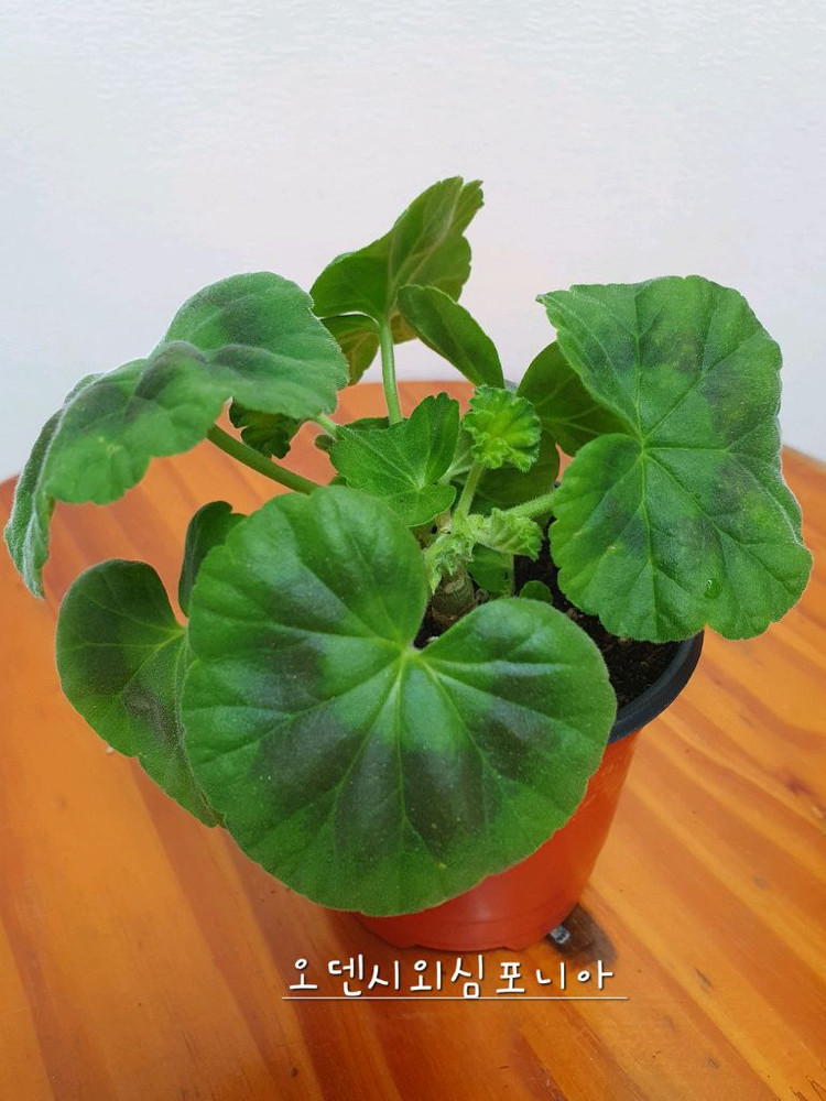 제라늄 오덴시외 심포니아--2