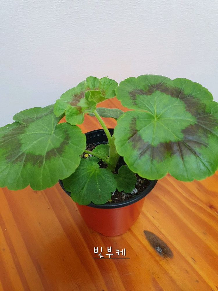 제라늄 빛부케--1