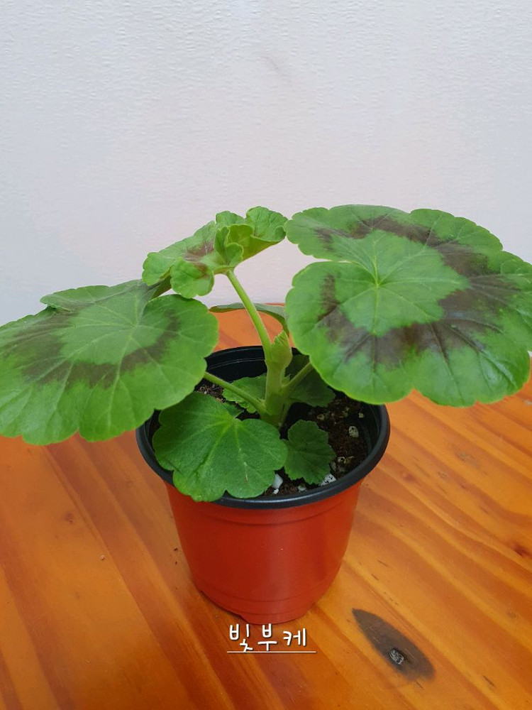 제라늄 빛부케--2