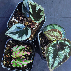 베고니아3종/갤럭시&탕호아&라바핑크